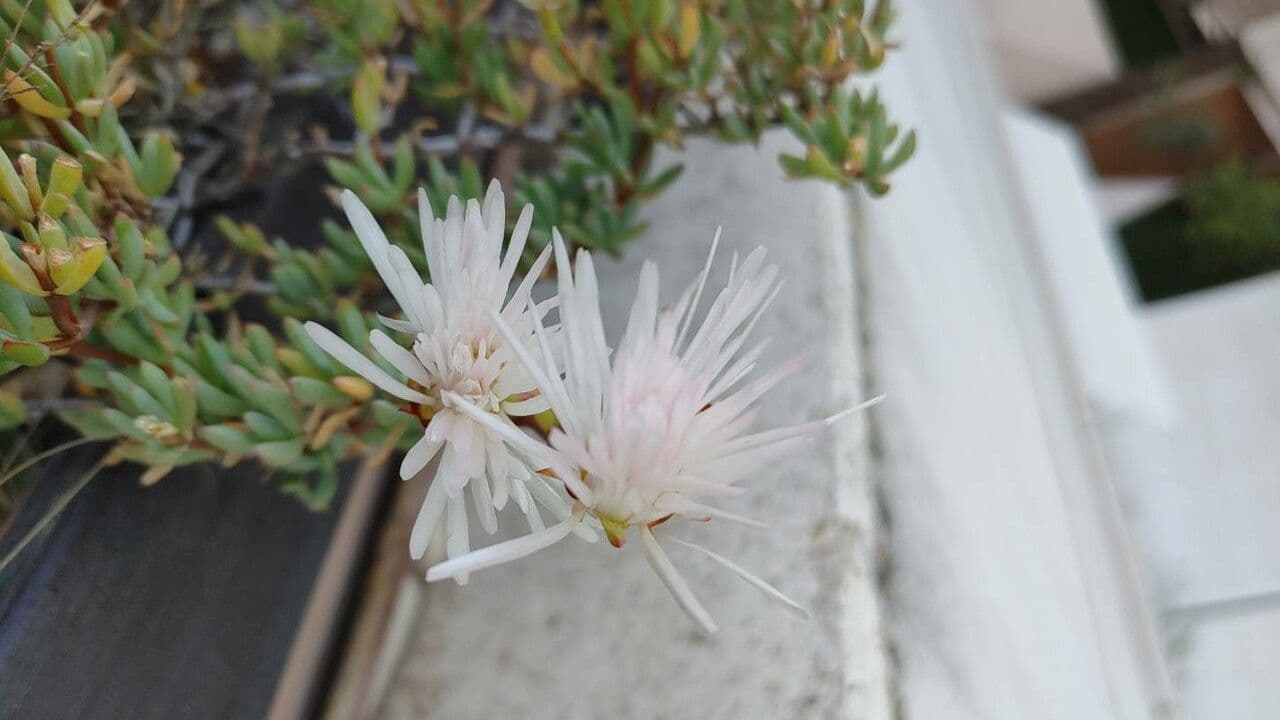 Lampranthus 2