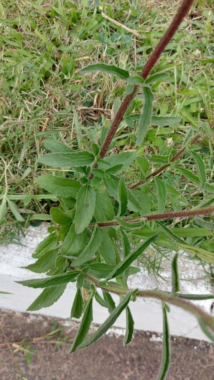 Campuloclinium macrocephalum 9