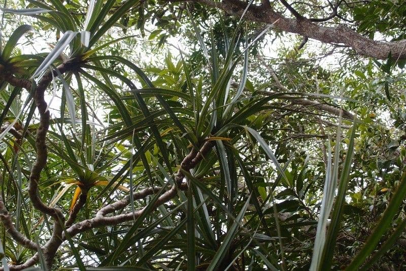 Pandanus 25
