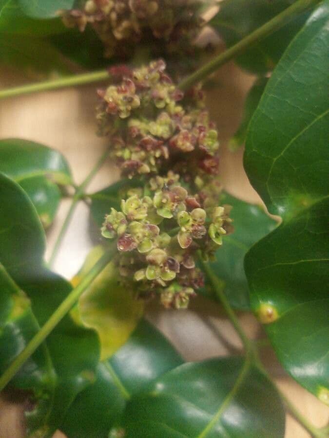 Protium heptaphyllum 9
