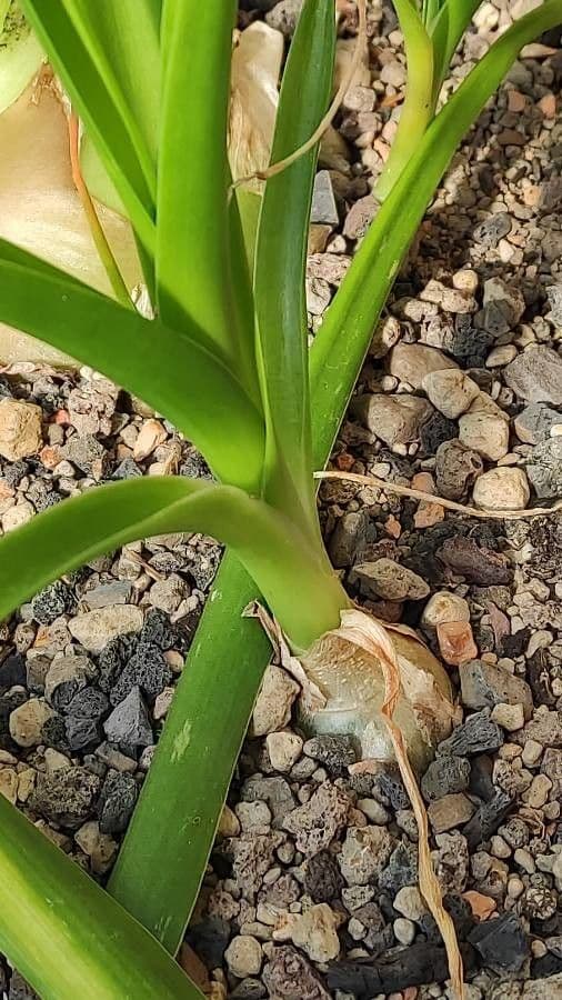 Scilla marittima 30