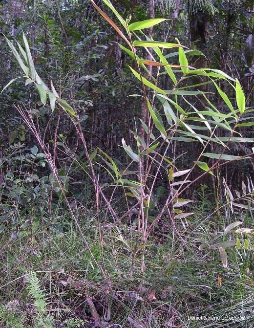 Greslania 3