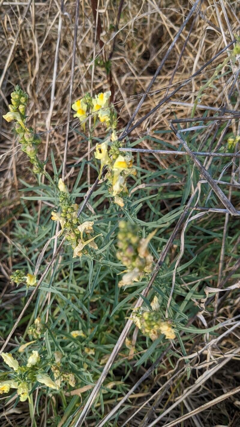 Linaria supina 19