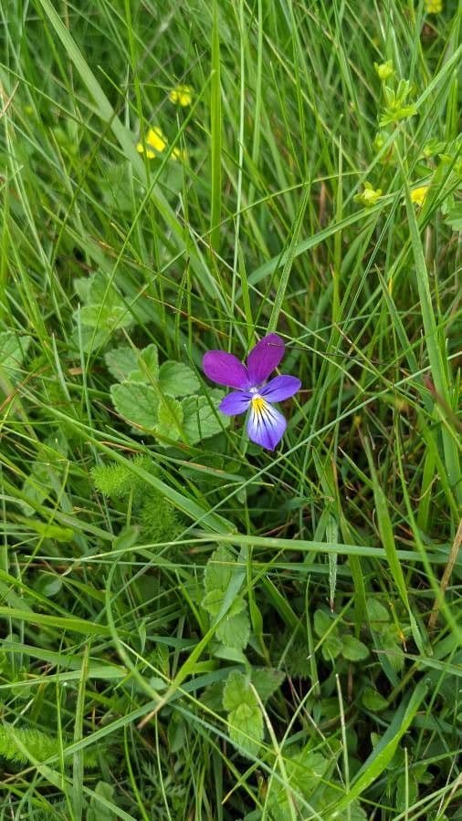 Viola gialla 6