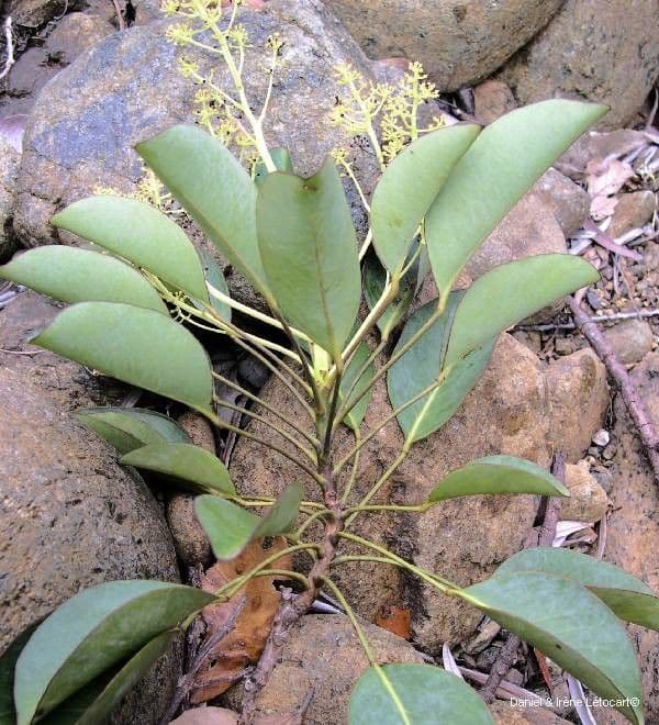 Polyscias 7