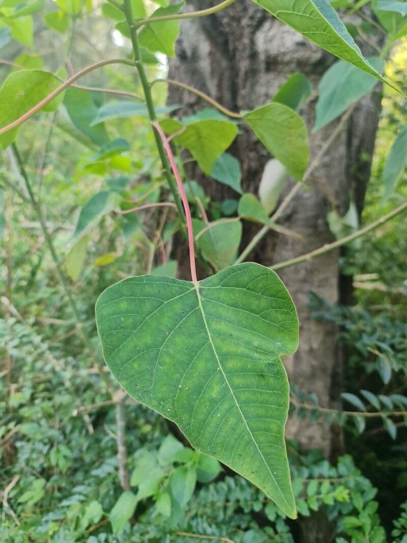 Homalanthus 6