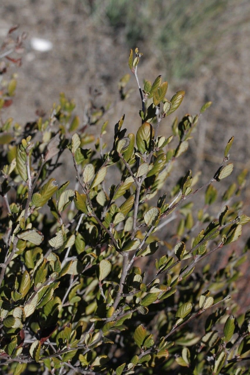 Cercocarpus montanus 13