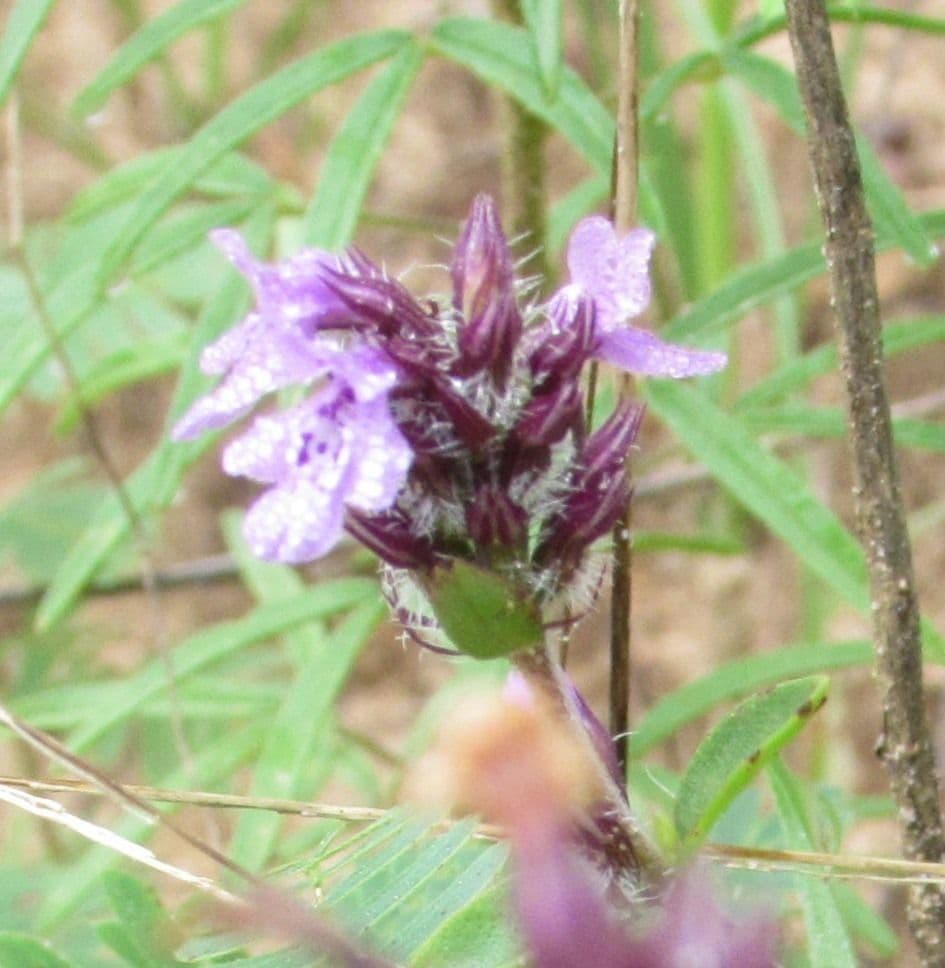 Texas sandmint 4
