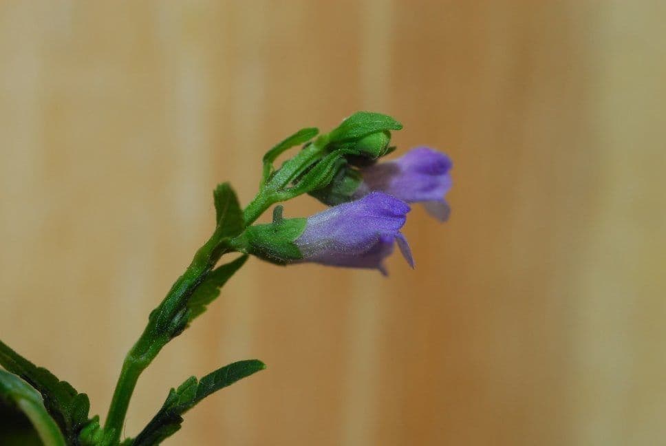 Scutellaria 6