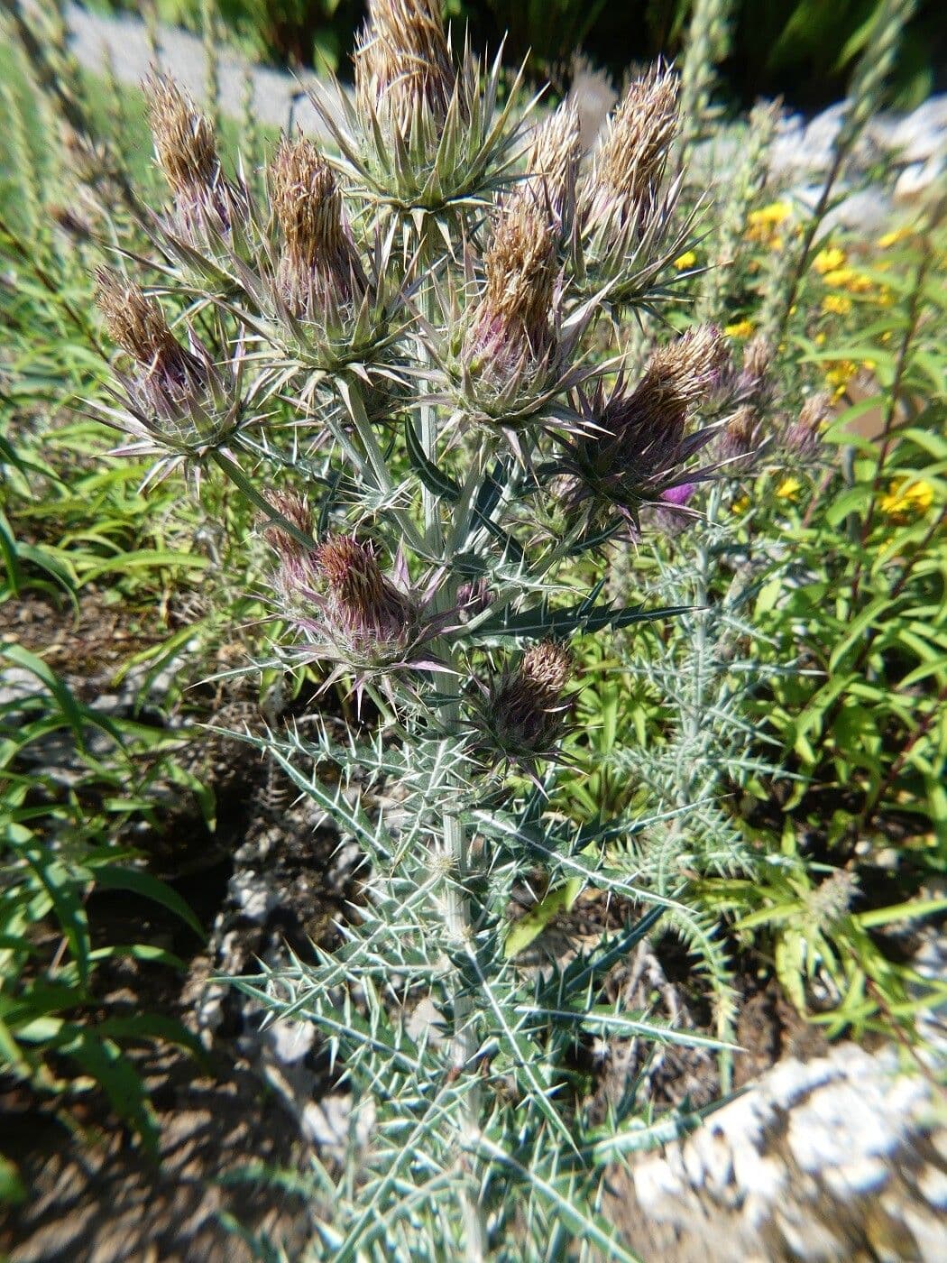 Cardo greco 13