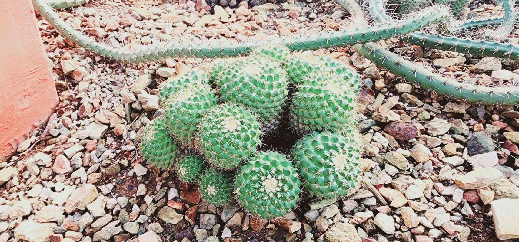 Mammillaria 6