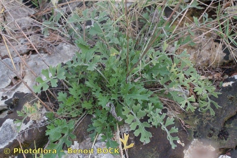 Vrabolček dalmatínsky 7