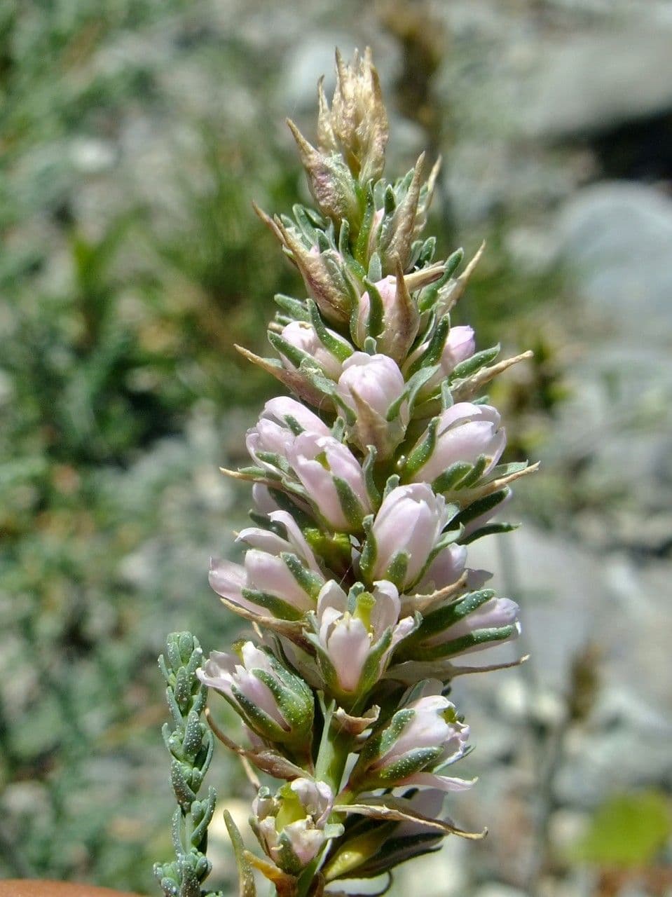 Miricaria germanica 7
