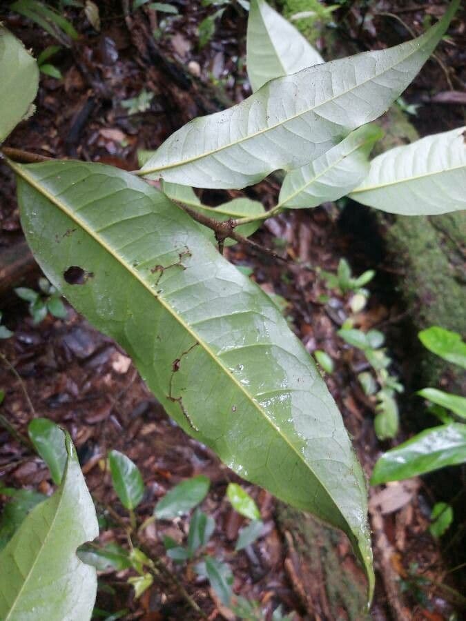 Ixora 5