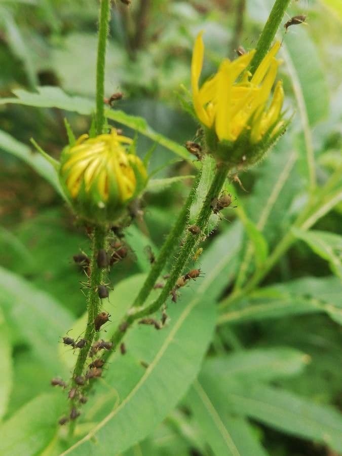 Doronicum austriacum 24