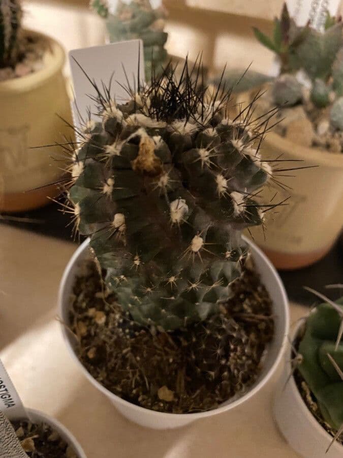 Copiapoa 7