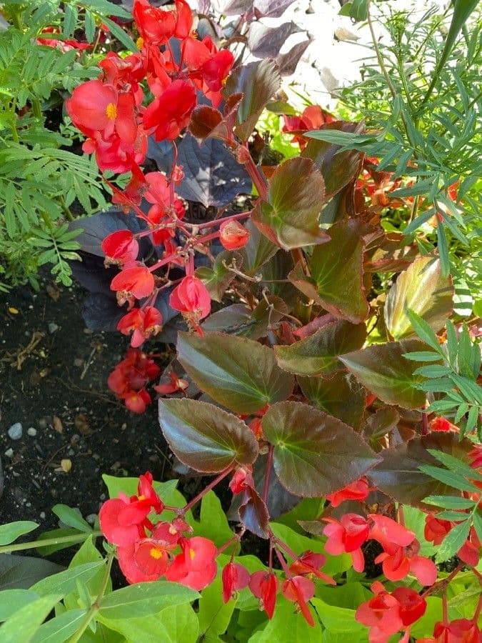 Begonia cucullata 12