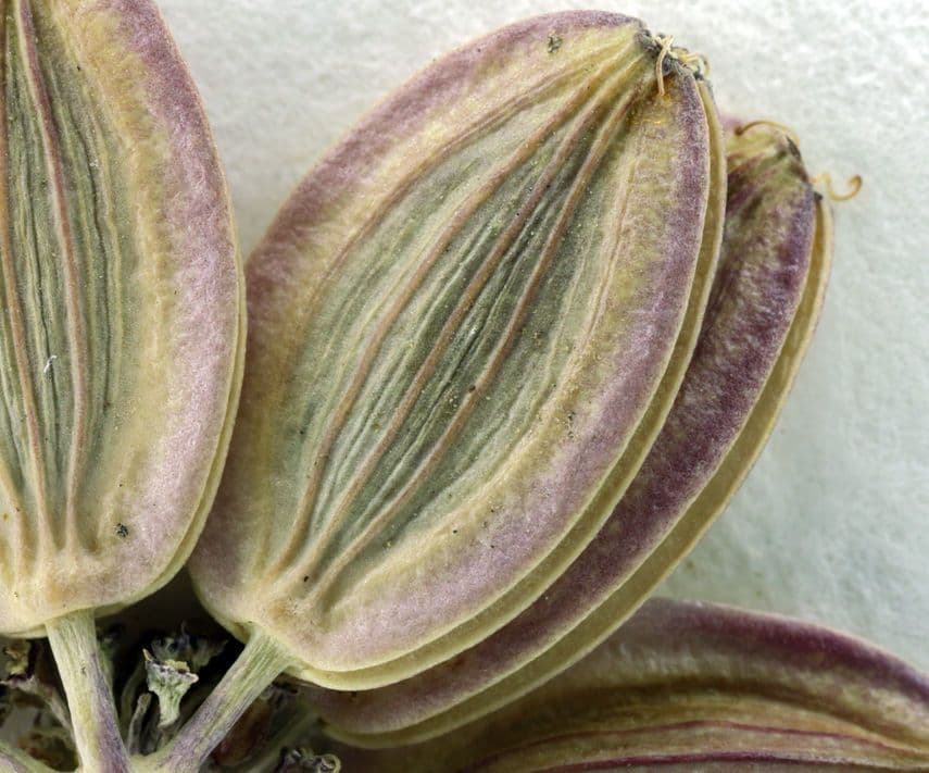 Lomatium di Engelmann 2