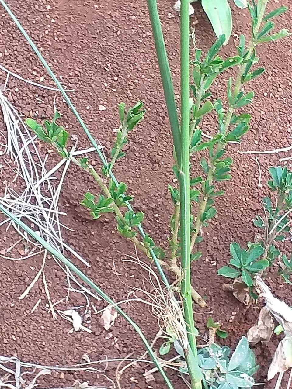 Sporobolus 6