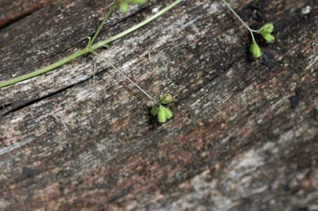 Boerhavia scarlatta 3