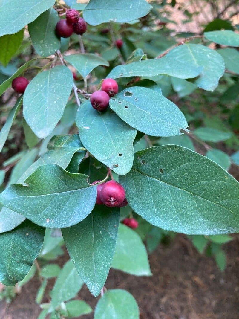 Cotoneaster 20