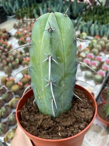 Myrtillocactus 3