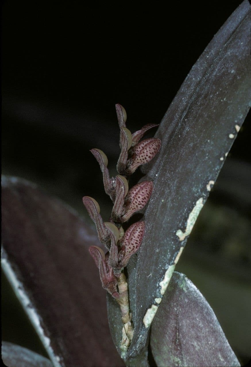 Acianthera 3