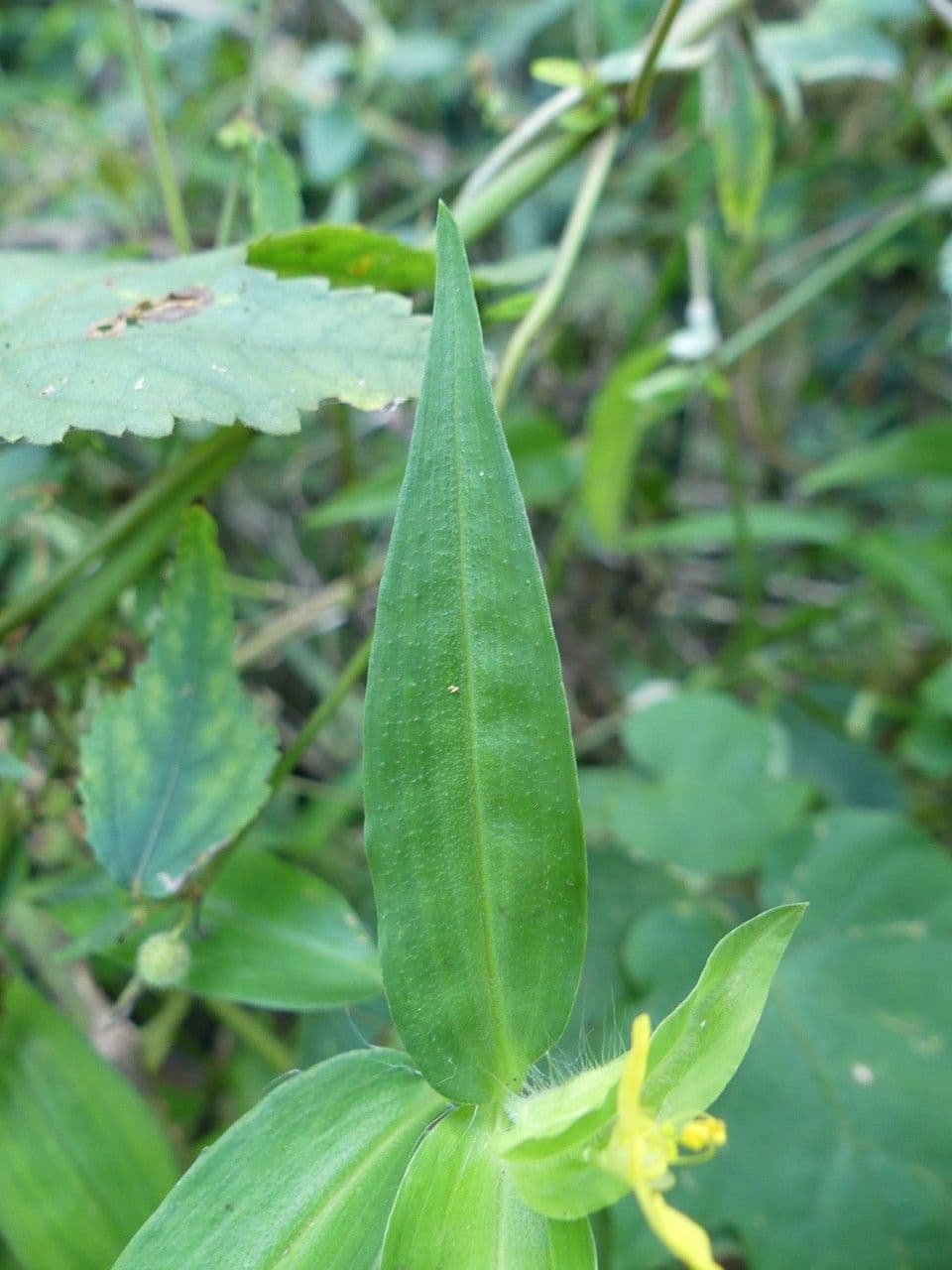 Commelina 12