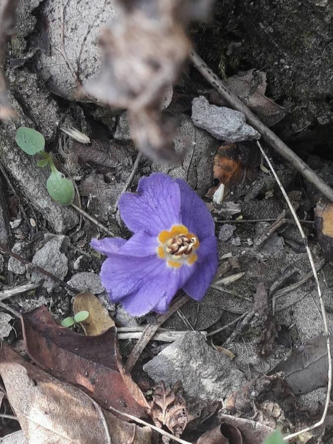 Ramonda Mycona 10