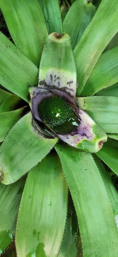 Neoregelia 7