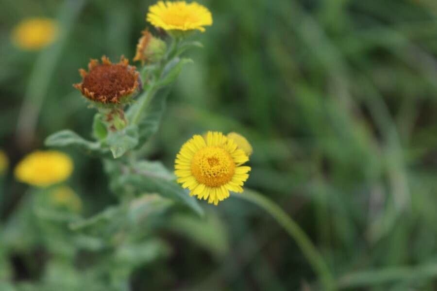 Blešník obecný 8
