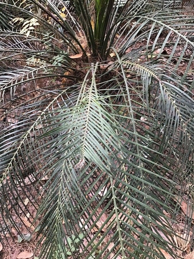Moore-Zamia 18