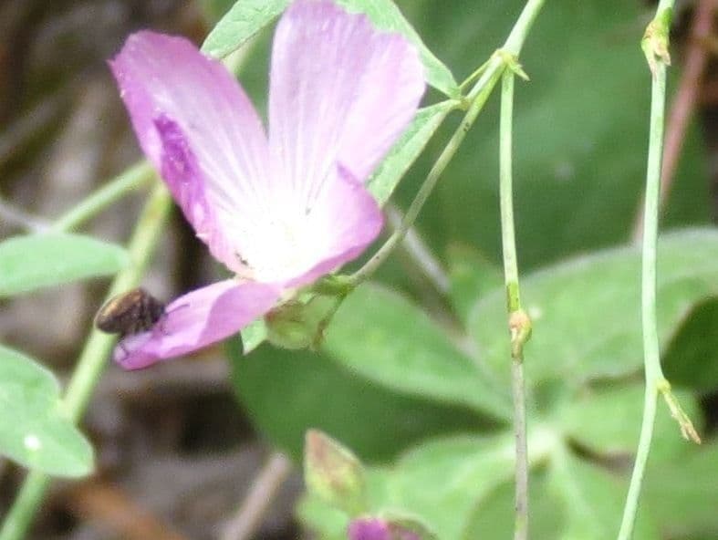 Sidalcea cerosa 5