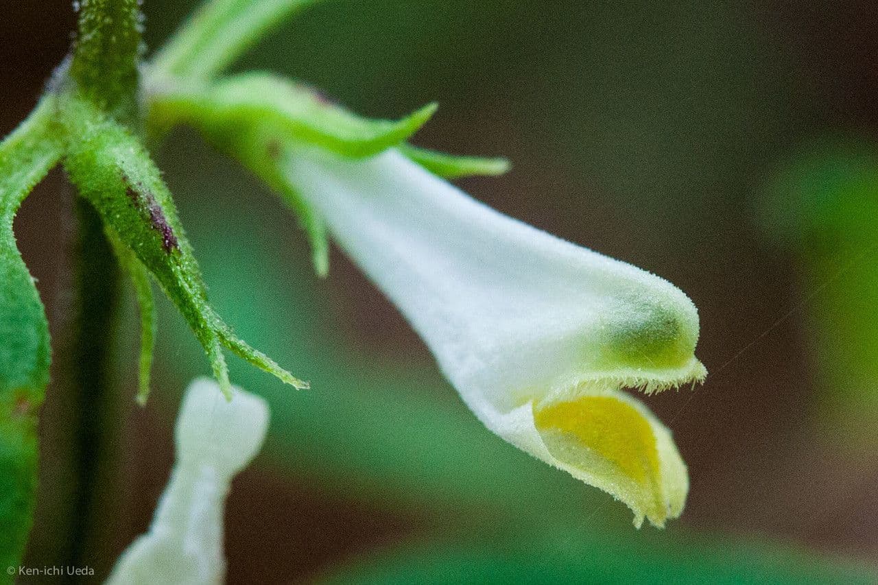 Melampyrum lineare 2