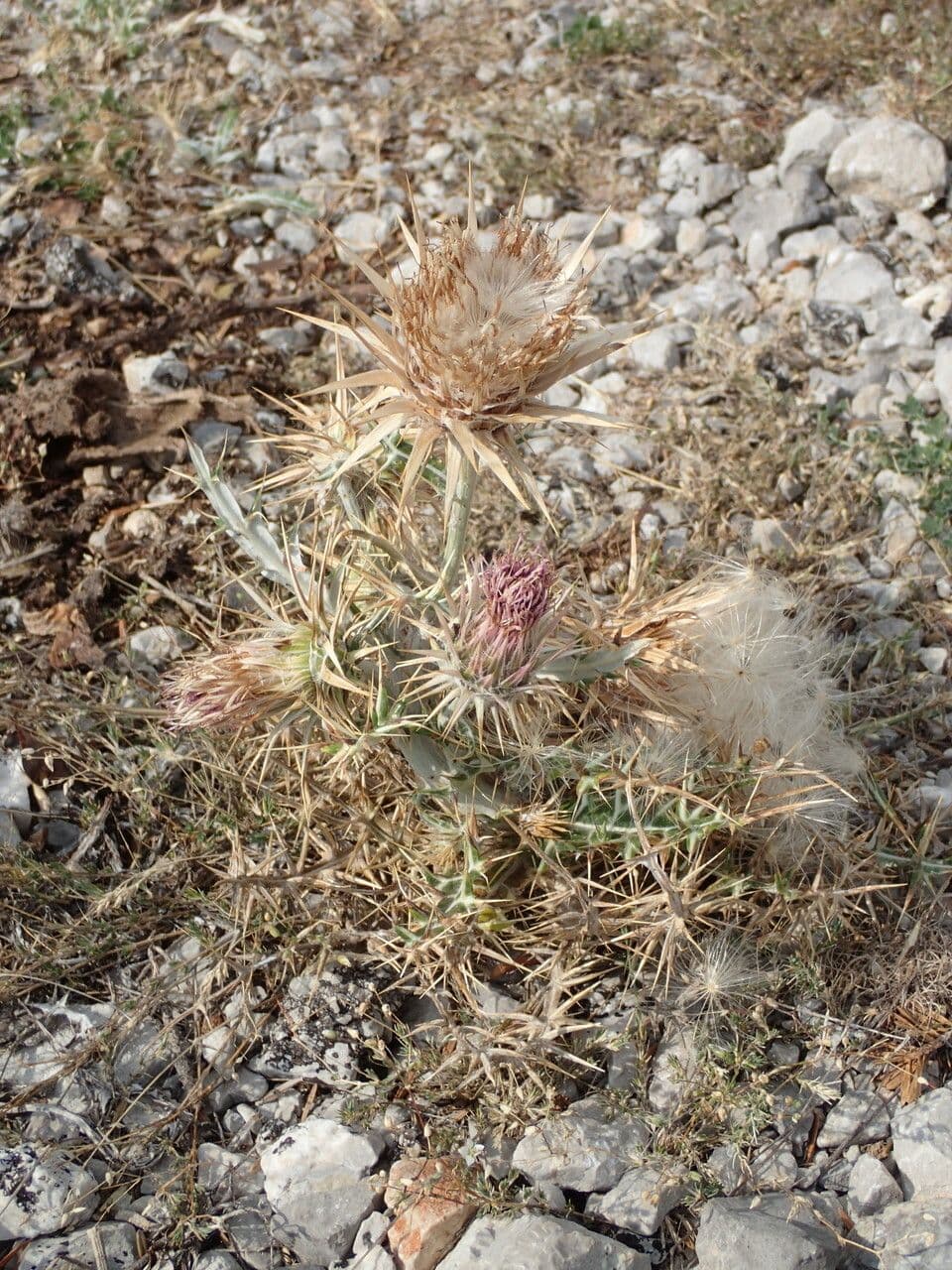 Cardo greco 8