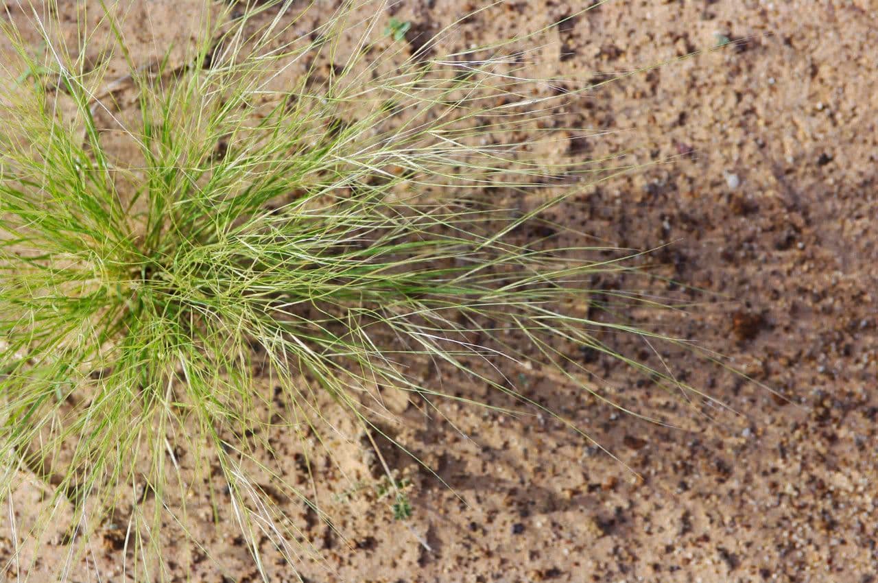 Aristida 7