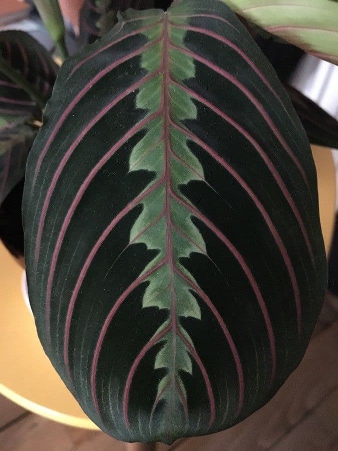 Maranta 15