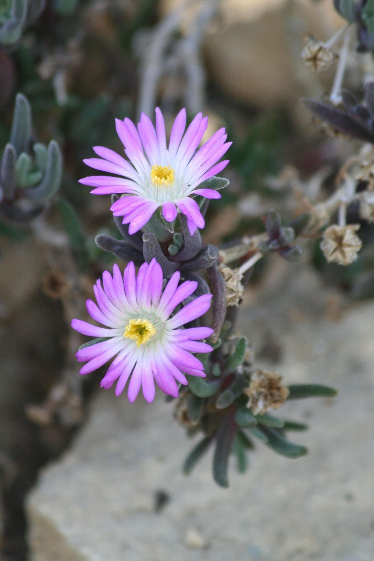 Mestoklema tuberoso