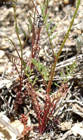 Achillea-Gilie 9