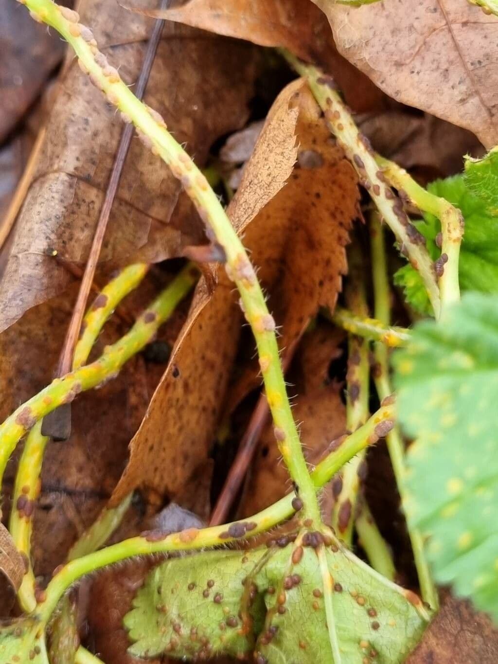 Malva pusilla 25
