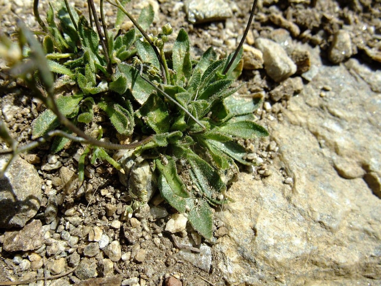 Draba 9