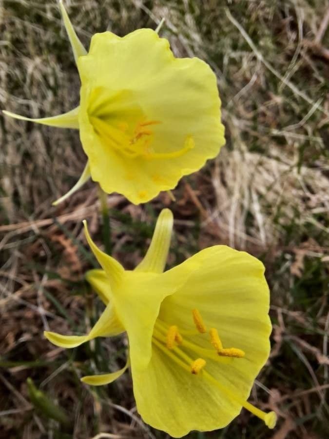 Narcisse
