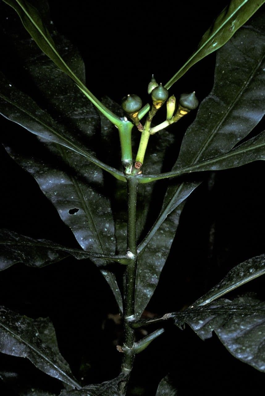 Potalia 5