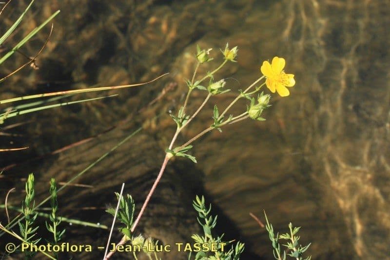 Potentilla pyrenaica 21