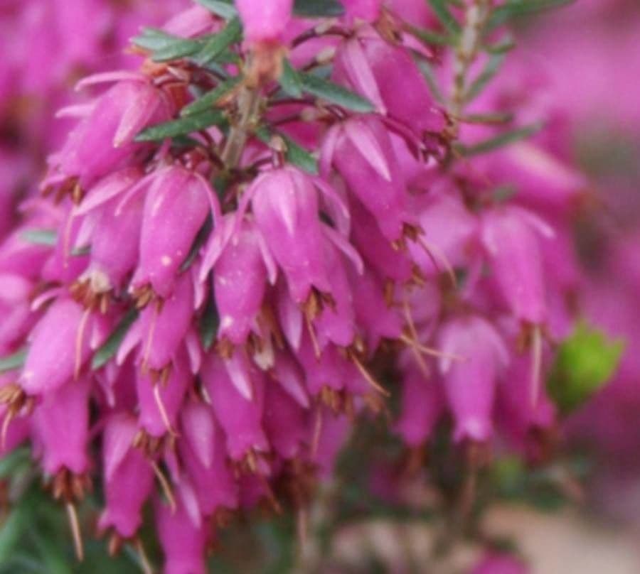 Erica herbacea 5