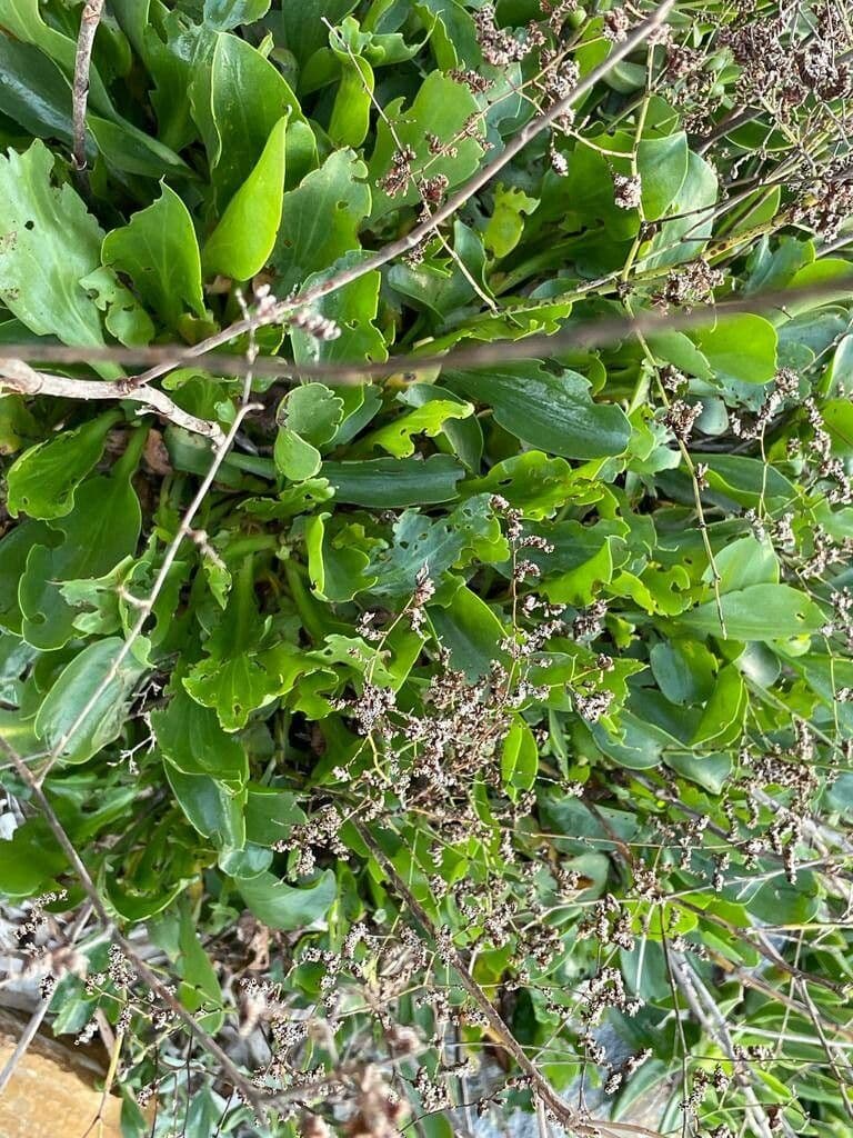 Limonio 12