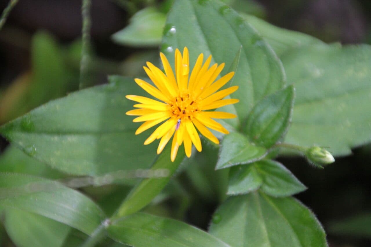 Sphagneticola