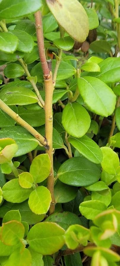 Borówka brusznica 24