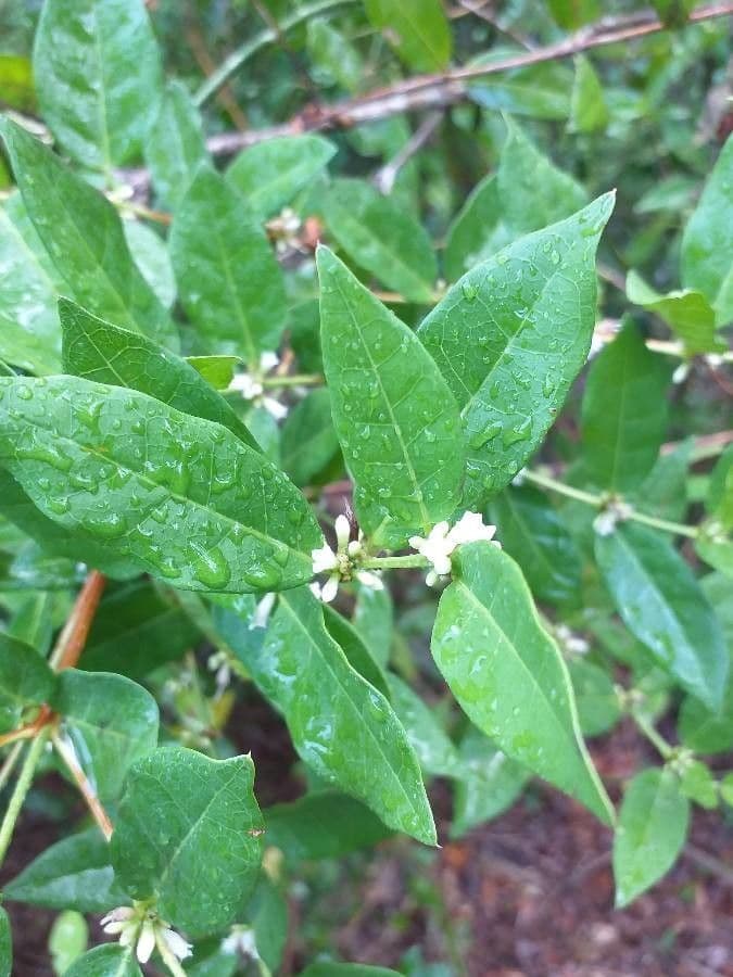Polysphaeria 8