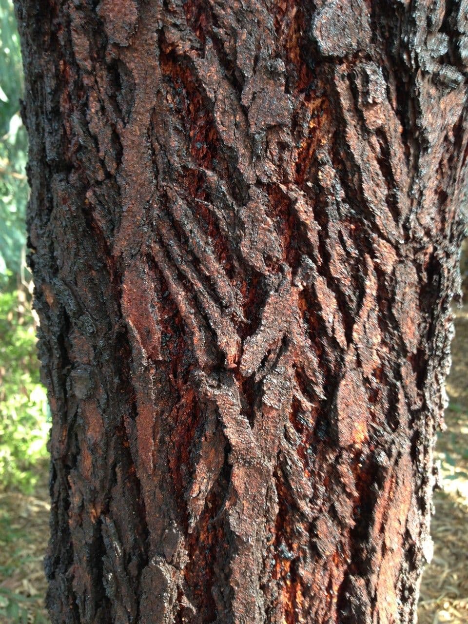 Rotes Eisenholz 19